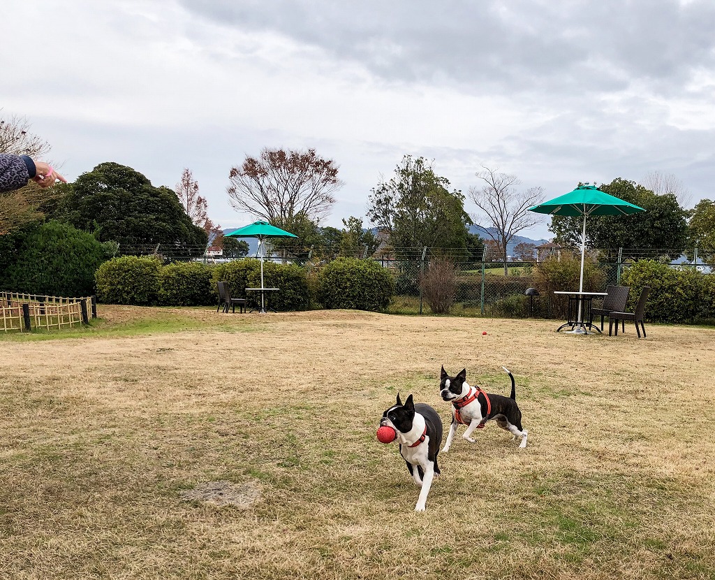 f:id:higejijiix:20190331160745j:plain