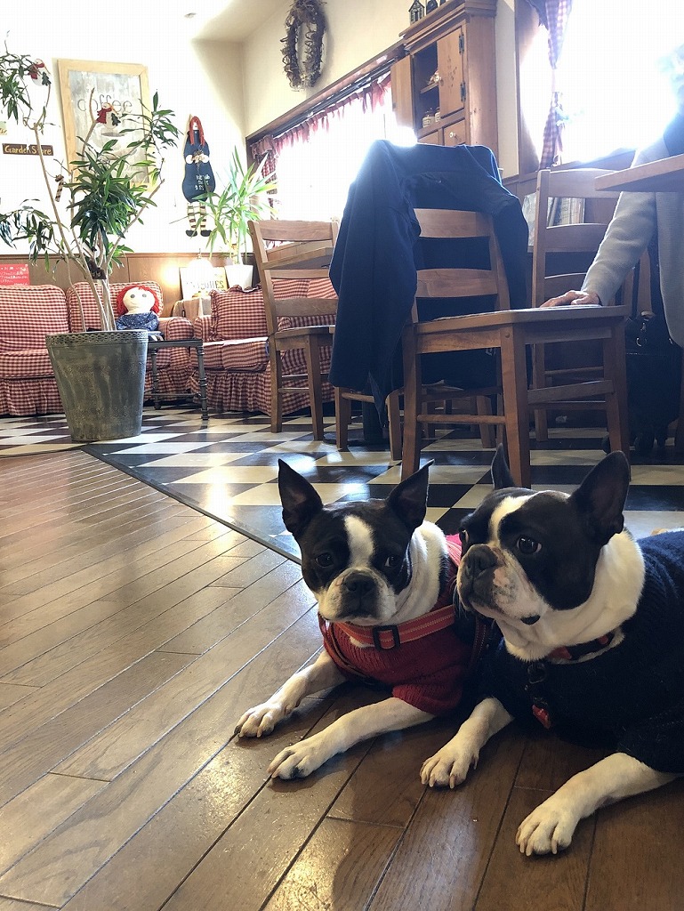 f:id:higejijiix:20190331163304j:plain